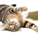 Petlinks HappyNip Silvervine Catnip Blend Catnip For Cats (0.5 oz)