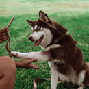 Dog Treat Naturals Superfood Sticks Salmon & Mango Dog Treats (10 oz)