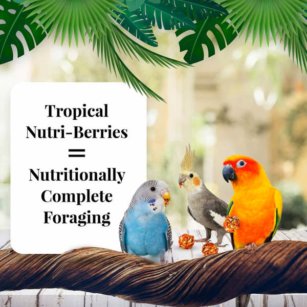 Lafeber Tropical Fruit Nutri-Berries Bird Food (10 oz)