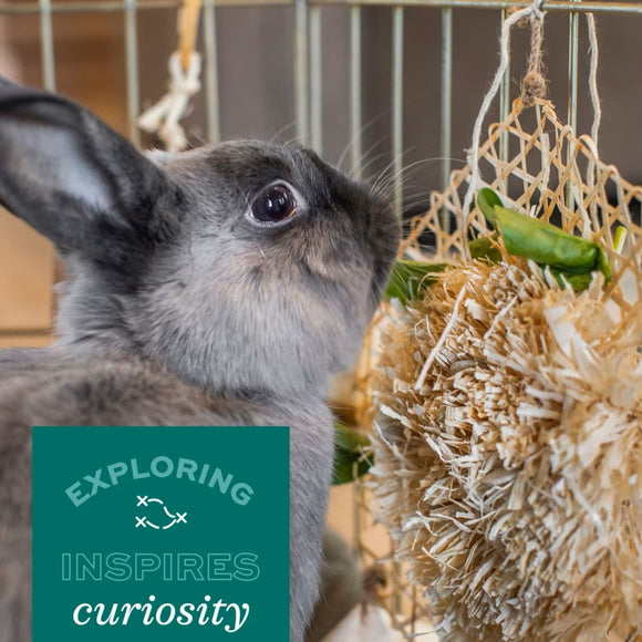 Oxbow Timothy CLUB Timothy Twists Small Animal Treats -6 Counts