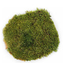 Galapagos Pillow Terrarium Moss for Tropical & Forest Tanks