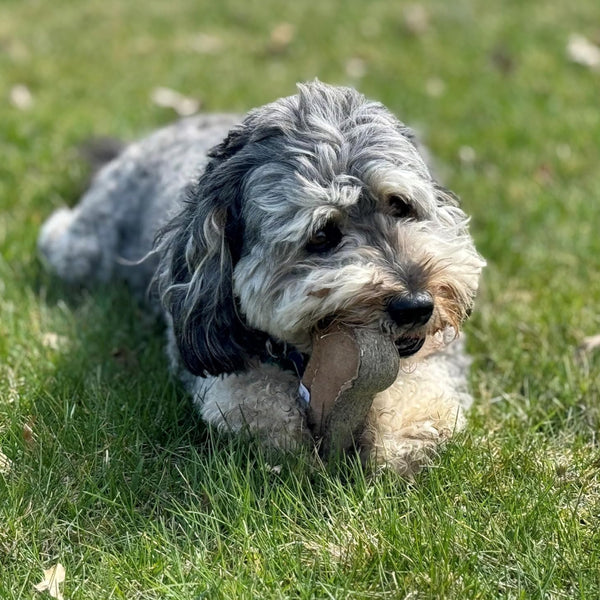 Spot Dura-Fused Chunkies Leather Bone Chew Toy For Dogs