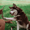 Dog Treat Naturals Superfood Sticks Turkey & Blueberry Dog Treats (10 oz)