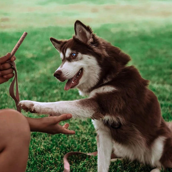 Dog Treat Naturals Superfood Sticks Turkey & Blueberry Dog Treats (10 oz)