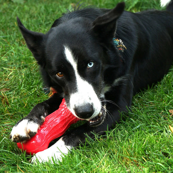 Kong Beezles Bone Toy For Dogs -Large (assorted colors)