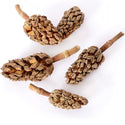 Galapagos Natural Magnolia Seed Pods (5 pieces)