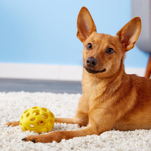 JW Pet Hol-ee Football Toy For Dogs - Assorted Colors