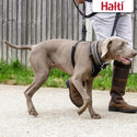 The Company of Animals Halti No Pull Harness For Dogs (Large)