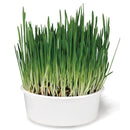 SmartyKat Sweet Greens Organic Oat Grass Grow Kit For Cats
