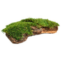 Galapagos Mossy Bark Terrarium for Retpiles & Amphibians Basking (1 piece)