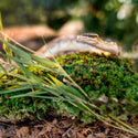 Galapagos Royal Pillow Moss for all Repitiles and Amphibians