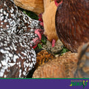 Backyard Boot Busy Balls For Digestion and Gut Health for Chickens (6 balls)