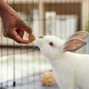 Oxbow Simple Rewards - Baked Small Animal Treats with Apple & Banana (3 oz)