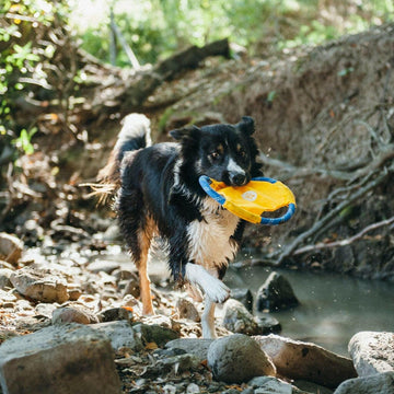 Zippy Paws Rope Gliderz Dog Toy Yellow Toy For Dog (Medium)