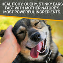Heal itchy, ouchy, stinky ears fast with Silver Honey rapid ear treatment