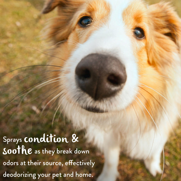 TropiClean Lime & Coconut Deodorizing Spray for Pets-8oz