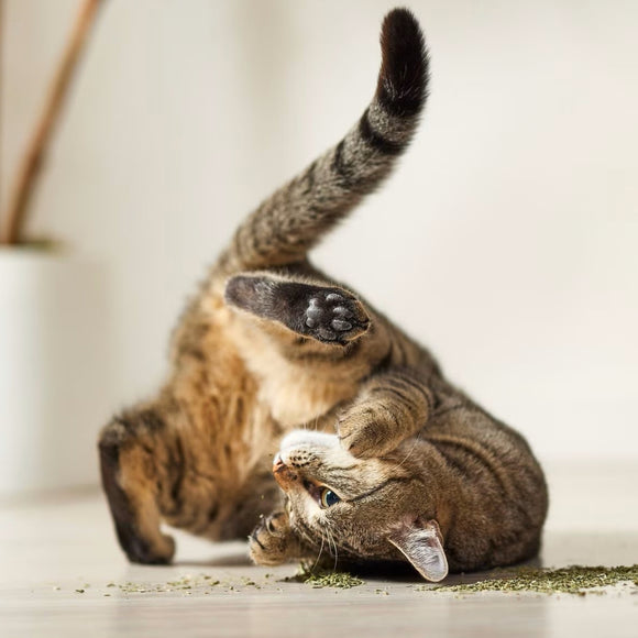 Yeowww! Organic Catnip For Cat Toys