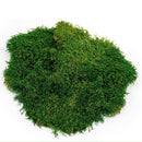 Galapagos Sheet Moss Decorative Sheet of Real Moss for Tropical & Forest Tanks