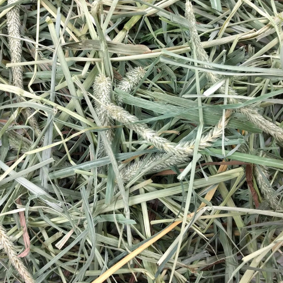 Oxbow Animal Health Hay Blends Western Timothy & Orchard Grass Hay