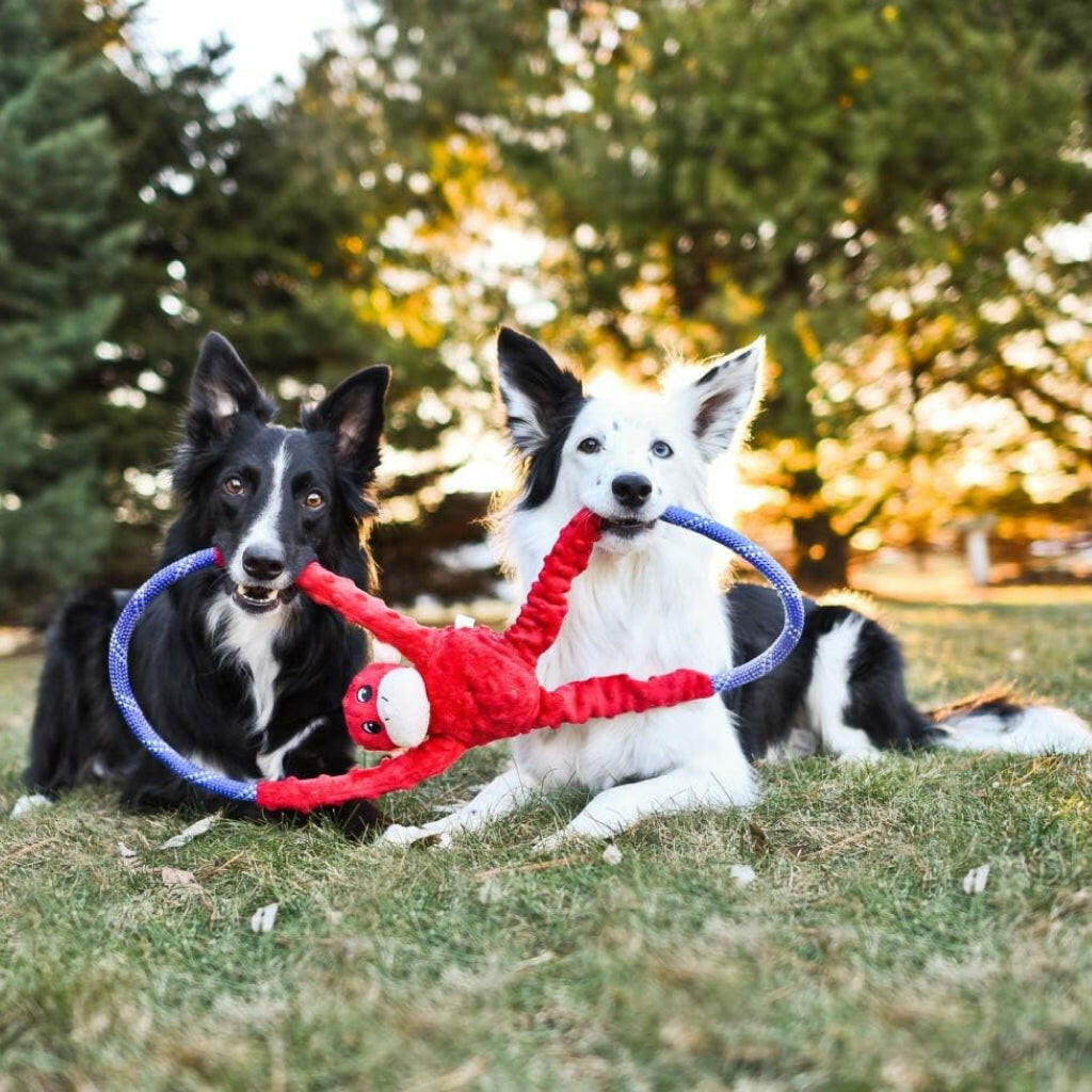 Zippy Paws Monkey RopeTugz Durable Rope Squeaky Chew Toy For Dog Red (Large)