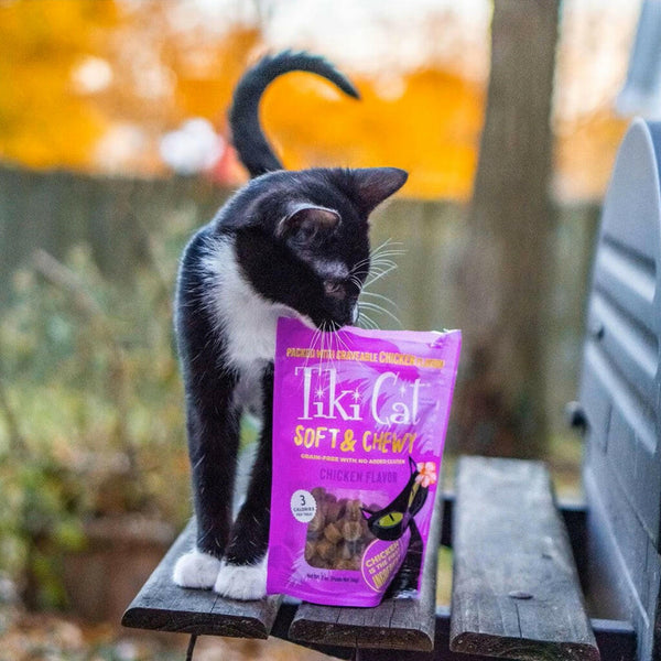 A black cat sniffing Tiki Cat chicken treats