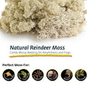 Galapagos Natural Reindeer Moss Bedding Substrate For Reptiles & Amphibians (150 cubic in)