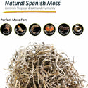 Galapagos Natural Spanish Terrarium Moss Substrate For Reptiles (150 cubic in)