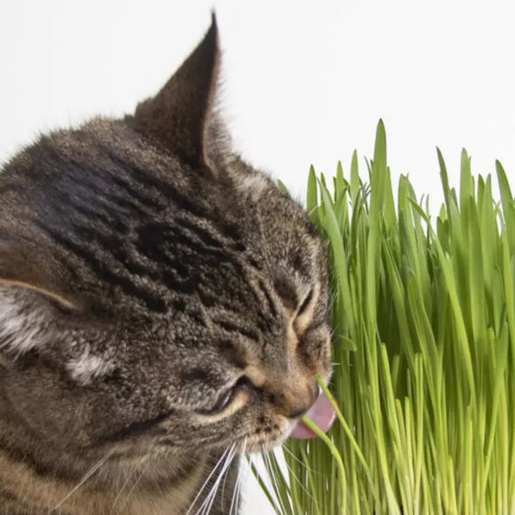SmartyKat Sweet Greens Organic Oat Grass Grow Kit For Cats