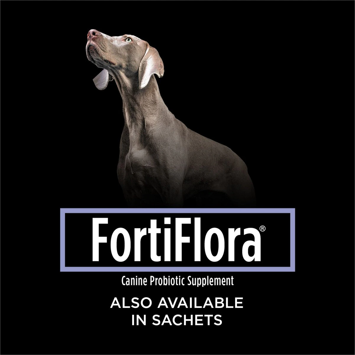 fortiflora probiotics for dogs