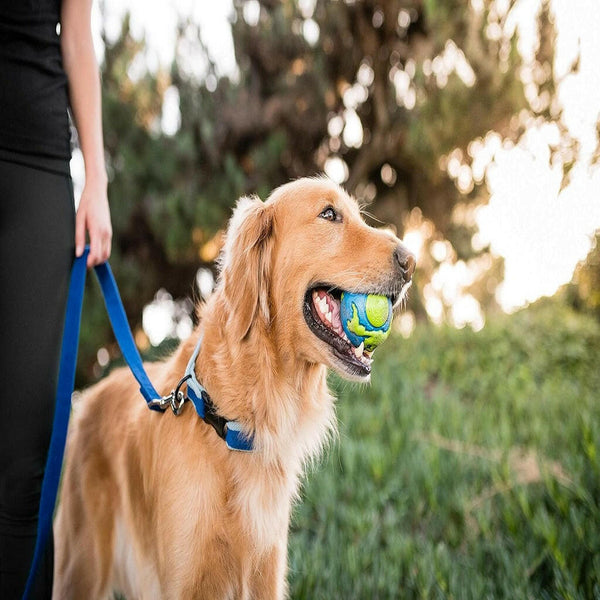 Outward Hound Planet Dog Orbee Ball Treat-Dispensing Toy Blue & Green ( Large)