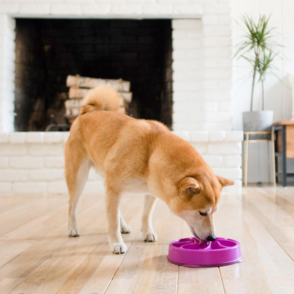 Outward Hound Fun Feeder Purple Flower Bowl for Dogs (Medium)
