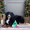 Dog sitting on a doormat with Christmas decorations and trees in the background