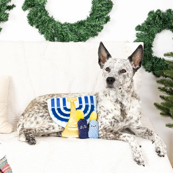 Dog sitting on a couch with a Hanukkah-themed toy in front of Christmas wreaths.