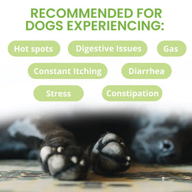 Under the Weather Ready Balance Probiotic Supplement for Dogs, 30 cc - 0