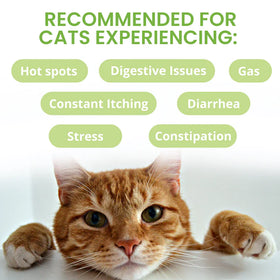 Under the Weather Ready Balance Oral Probiotic Gel for Cats, 30 cc - 0