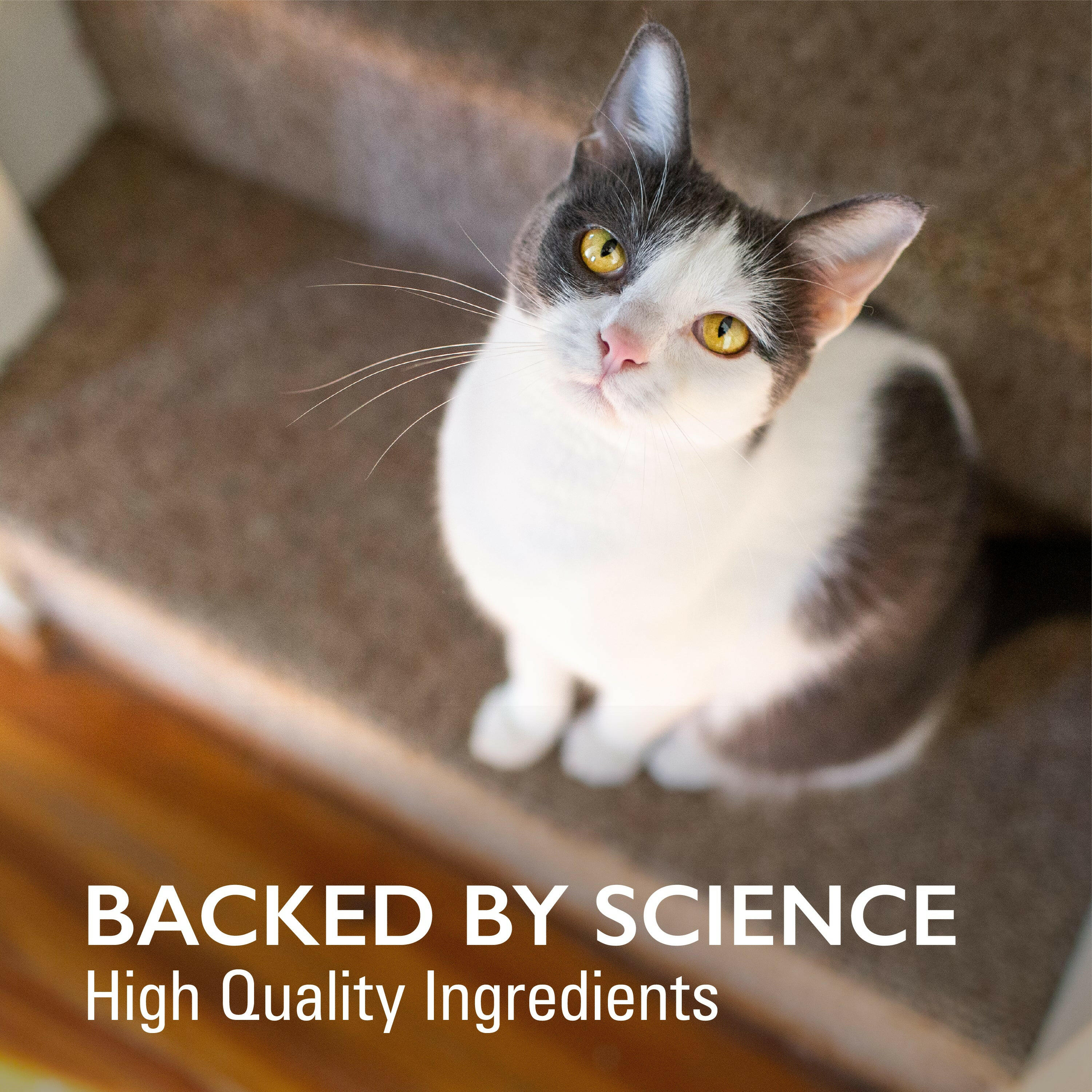 Imuquin Immune Support for Cats