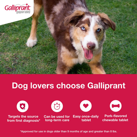Galliprant (Grapiprant) Flavored Tablets for Dogs