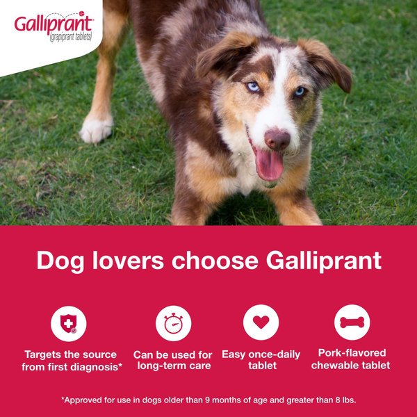 Galliprant (Grapiprant) Flavored Tablets for Dogs, 100mg - 0