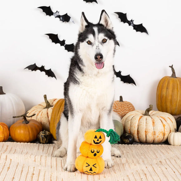 Dog with Halloween decorations including pumpkins and bats.