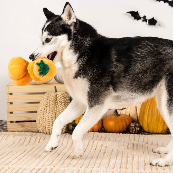 Dog playing with a toy pumpkin in a Halloween-themed setting