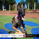 Ethical Bambone Wish Bone Chicken Flavor For Dogs (7")