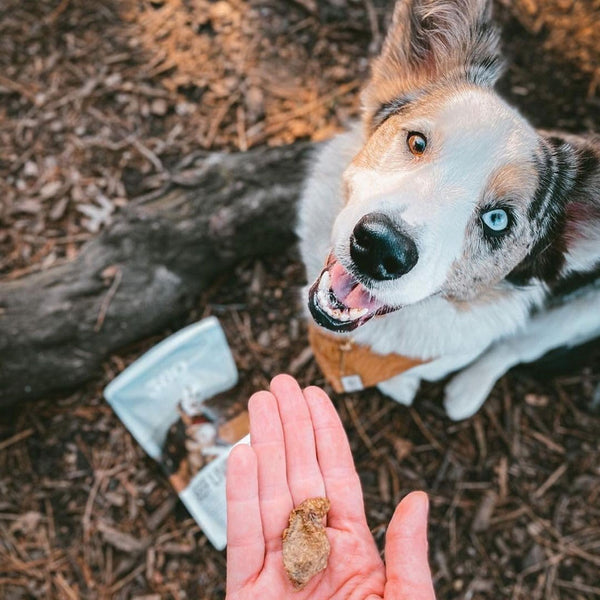 360 Pet Nutrition Beef Liver Freeze-Dried Raw Dog Treats