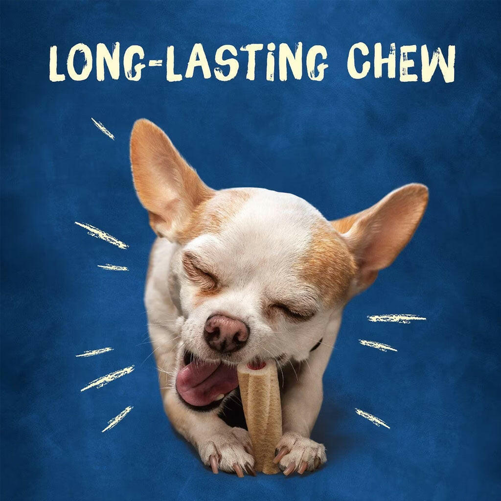 Busy Bone Tiny Long-Lasting Chew Xtra Small Dog Treats dog chewing