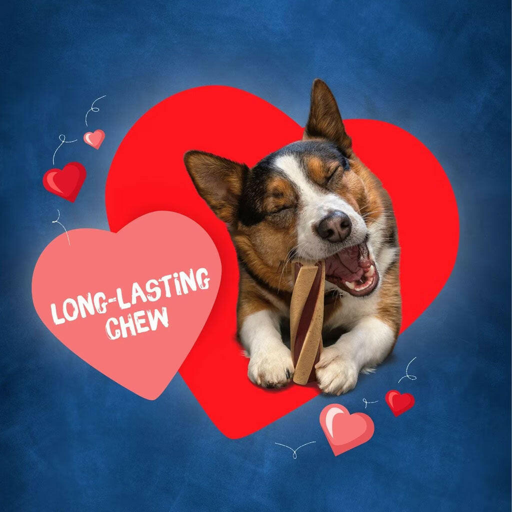 Busy Beggin' Twist'D! Long-Lasting Chew Small & Medium Dog Treat with dog