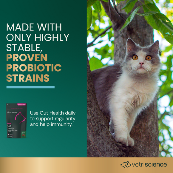 VetriScience Probiotic Everyday Gut Health Supplement for Cats (60 chews)