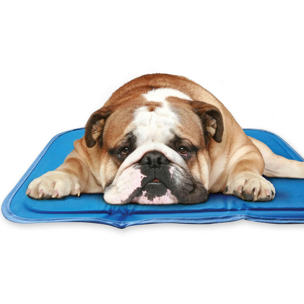 Green Pet Cool Pet Pad blue md dog