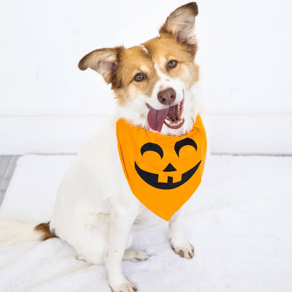 Dog wearing a Halloween-themed orange bandana with a jack-o'-lantern design on a white background