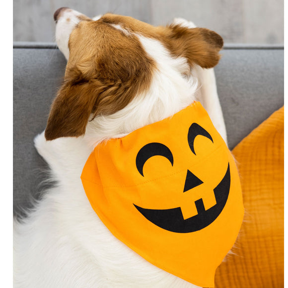 Dog wearing a Halloween pumpkin face bandana on a couch