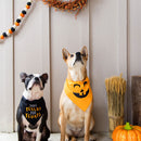Two dogs wearing Halloween bandanas with decorative elements on a neutral background