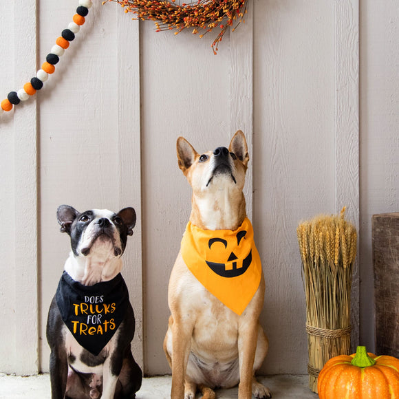 Two dogs wearing Halloween bandanas with decorative elements on a neutral background